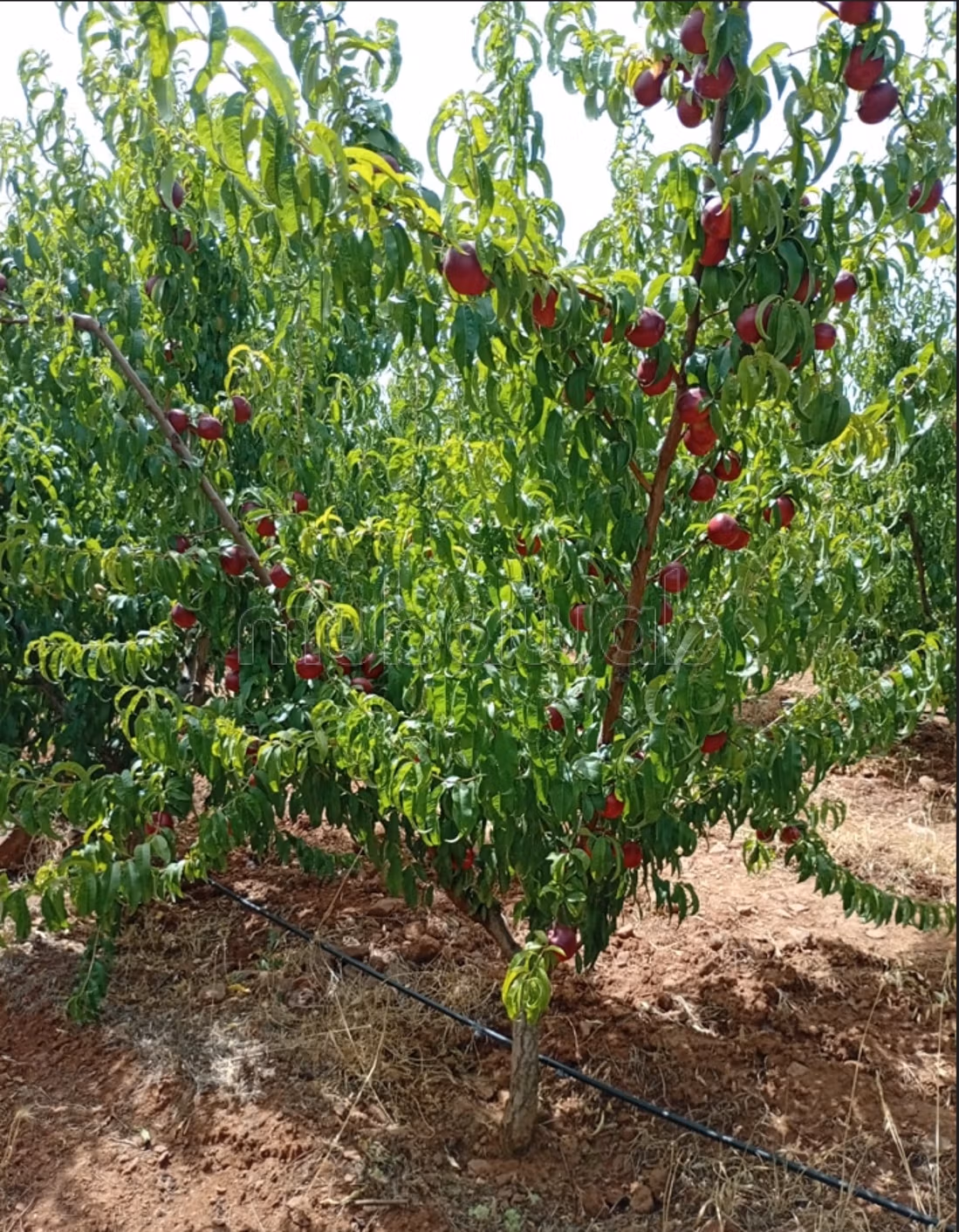Belle Ferme Agricole Titree de 3,17 ha