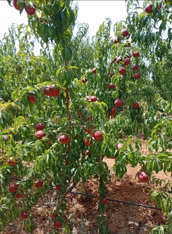 Belle Ferme Agricole Titree de 3,17 ha