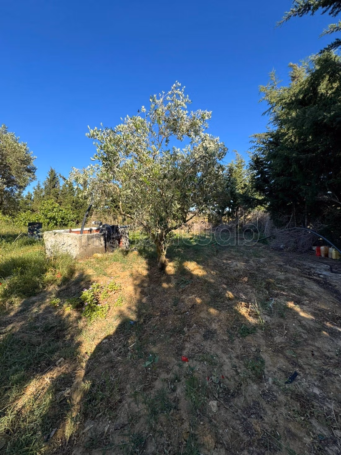 Ferme de 4000 m² à kelibia