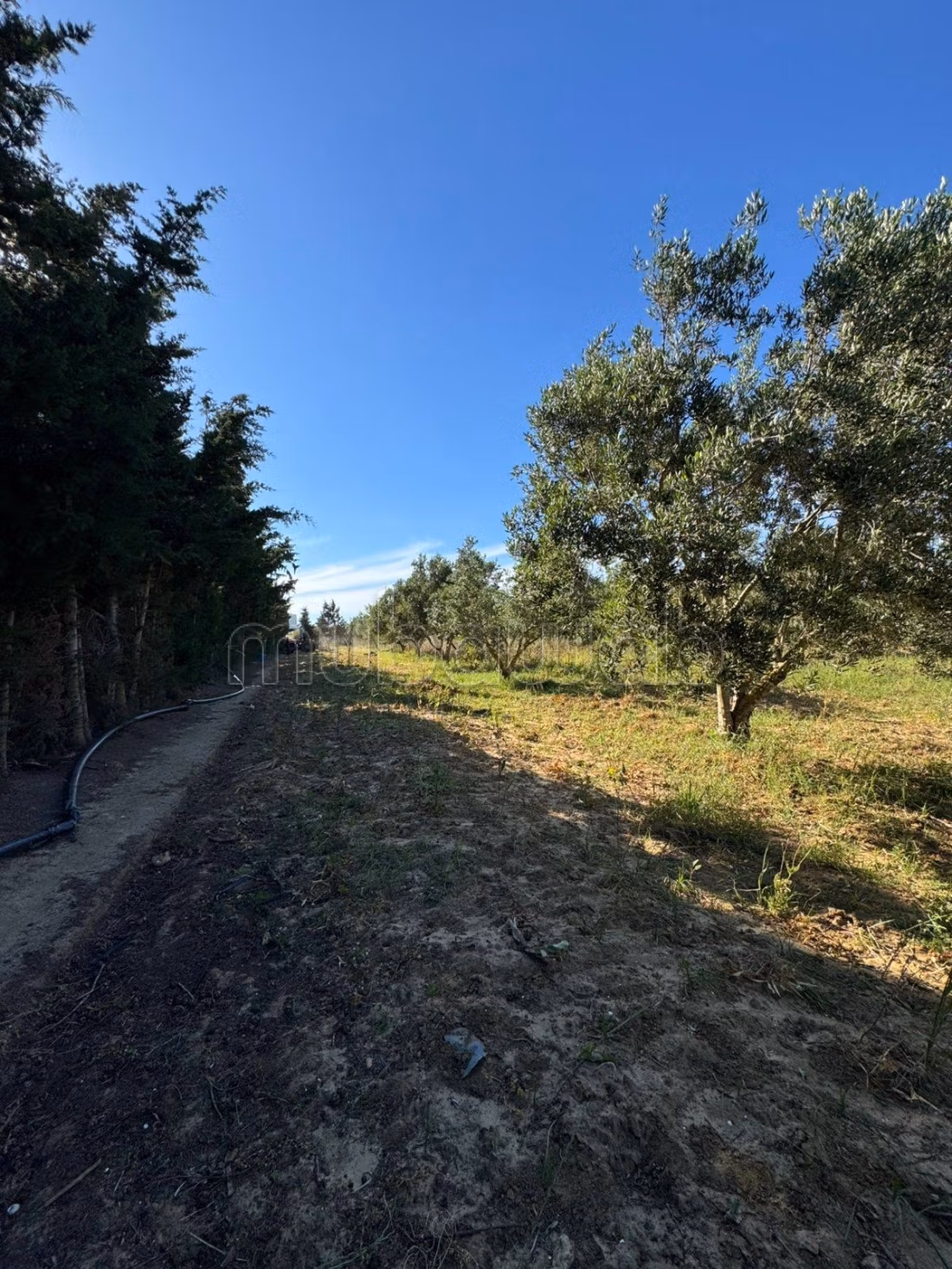 Ferme de 4000 m² à kelibia