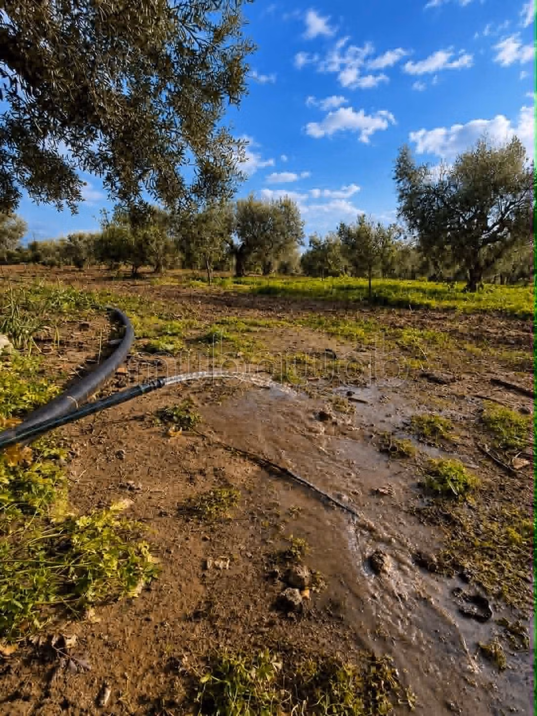 Fully Equipped Farm for Sale in Nabeul