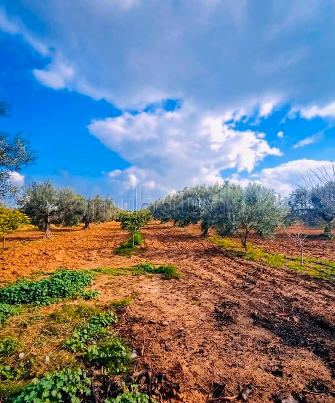 Fully Equipped Farm for Sale in Nabeul