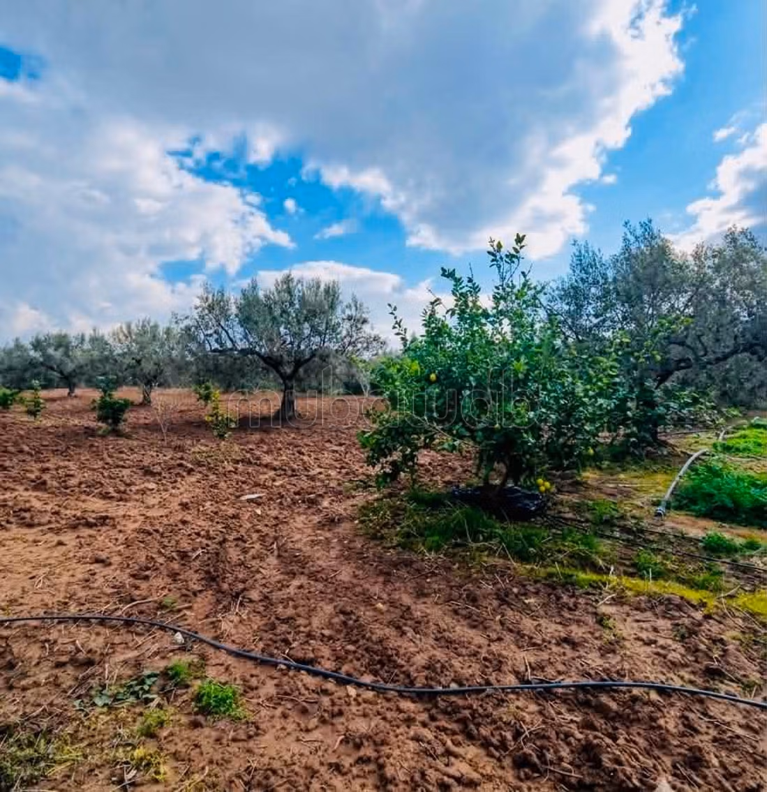 Fully Equipped Farm for Sale in Nabeul