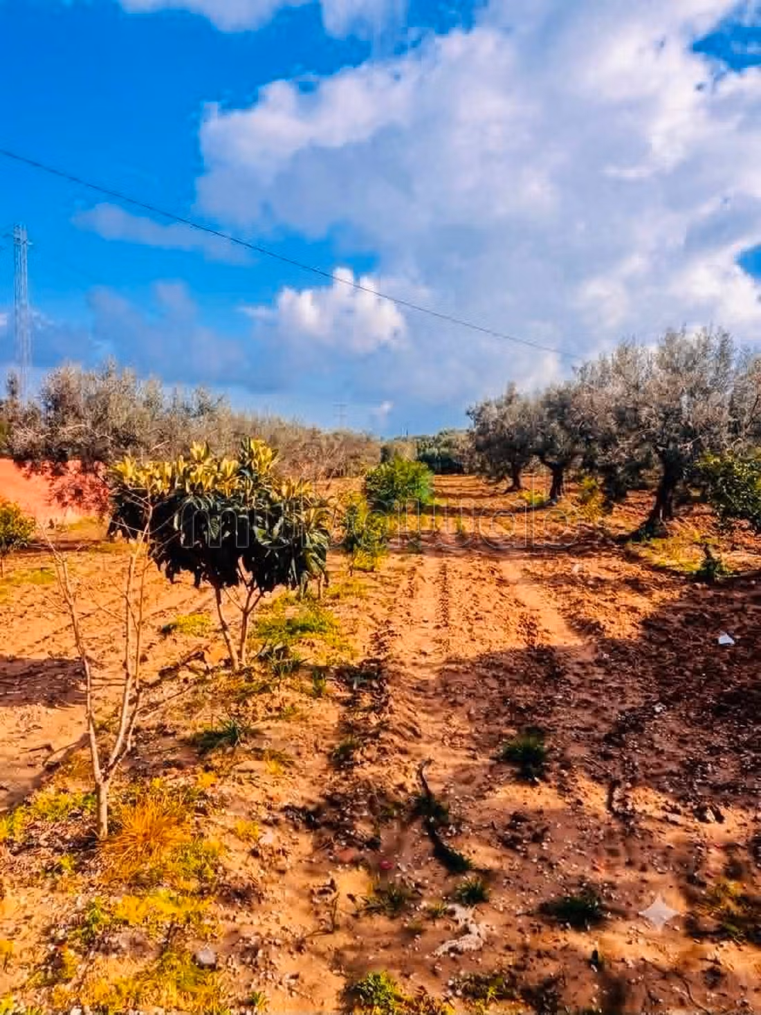 Fully Equipped Farm for Sale in Nabeul