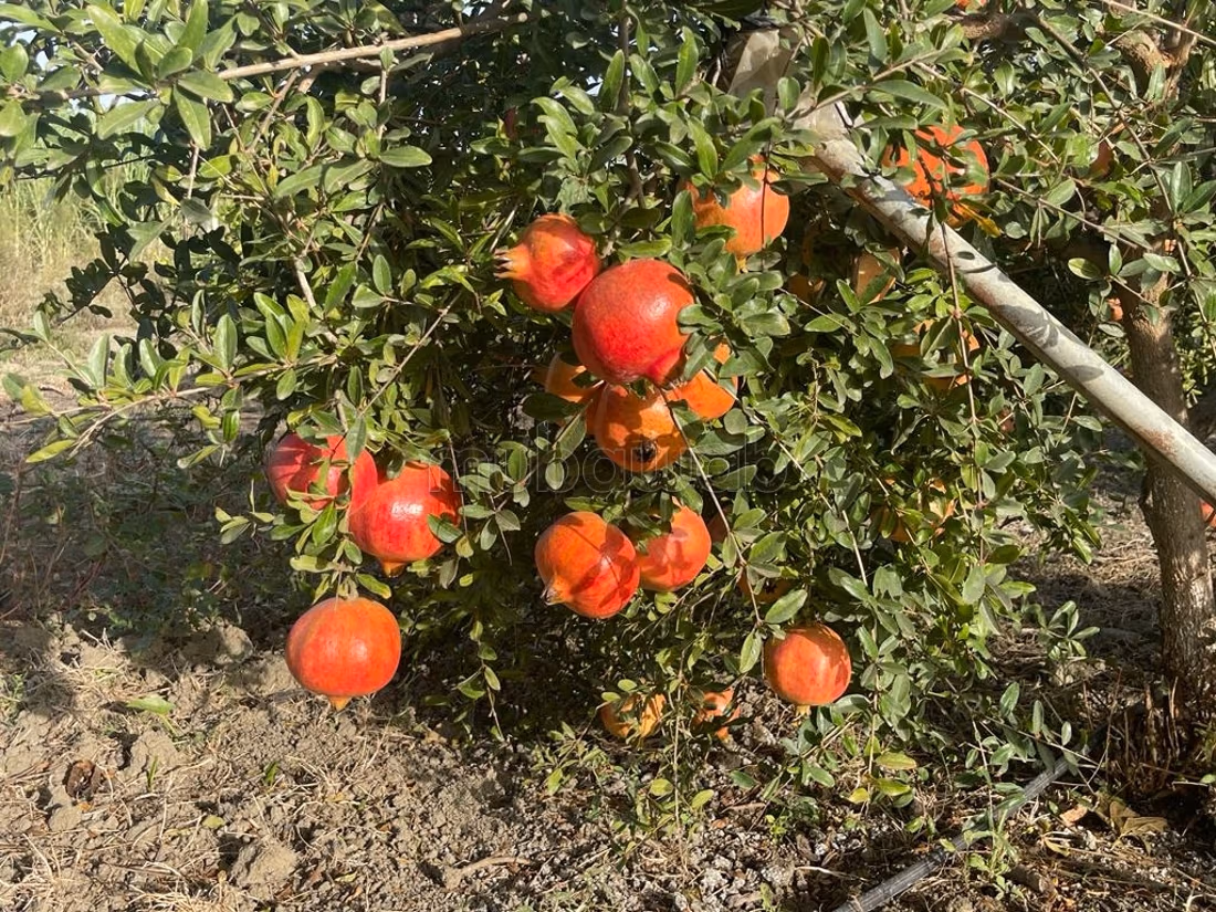 Finca en venta en Souk Tlet El Gharb