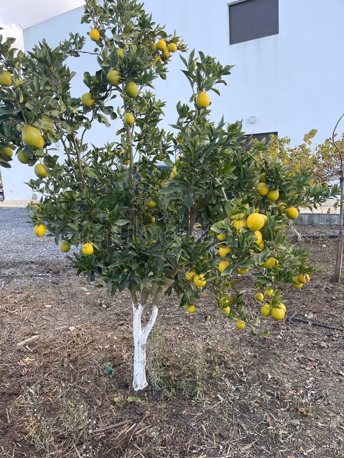 Finca en venta en Souk Tlet El Gharb