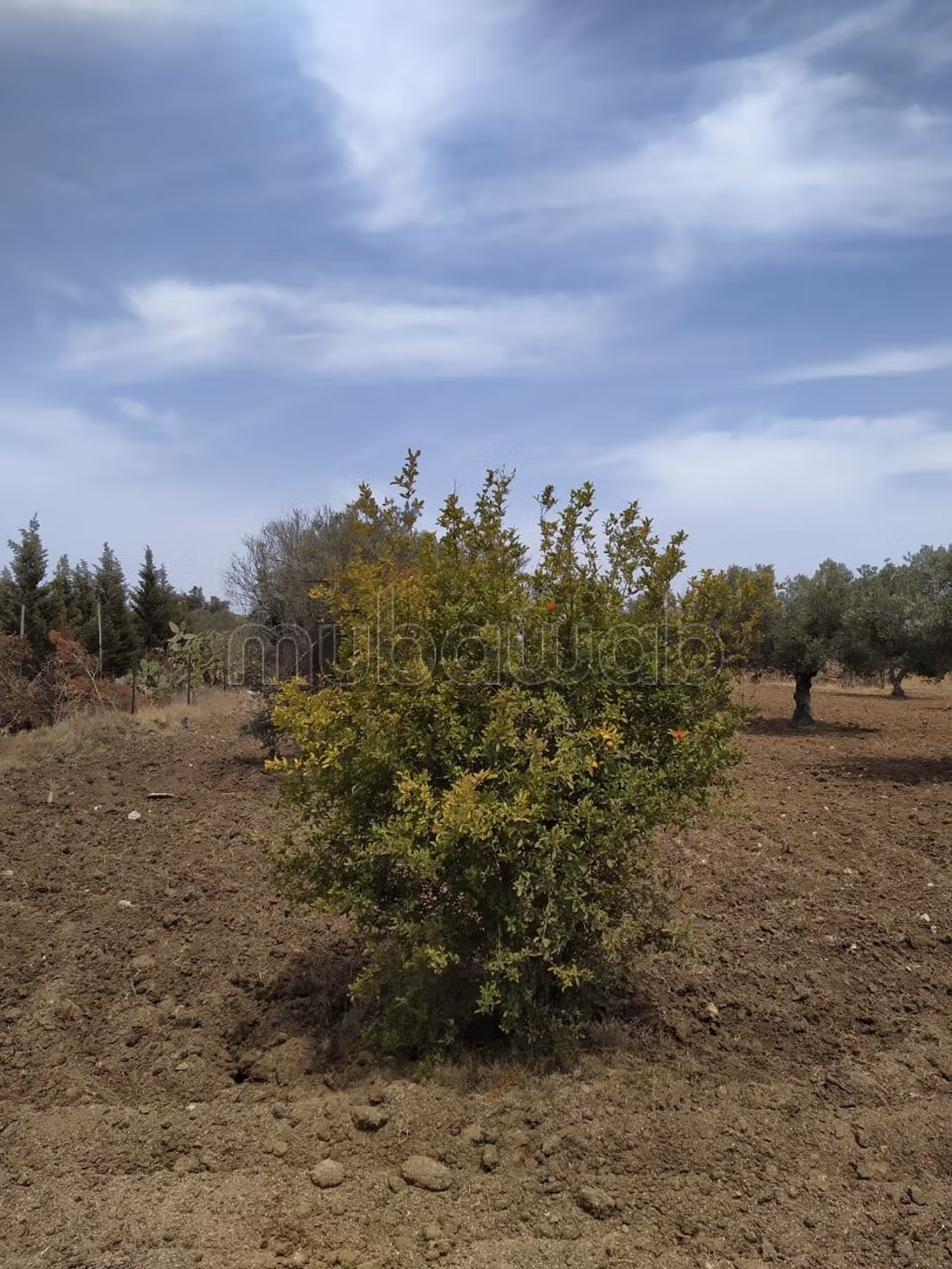 Directement par le proprietaire 
terrains a Hergla