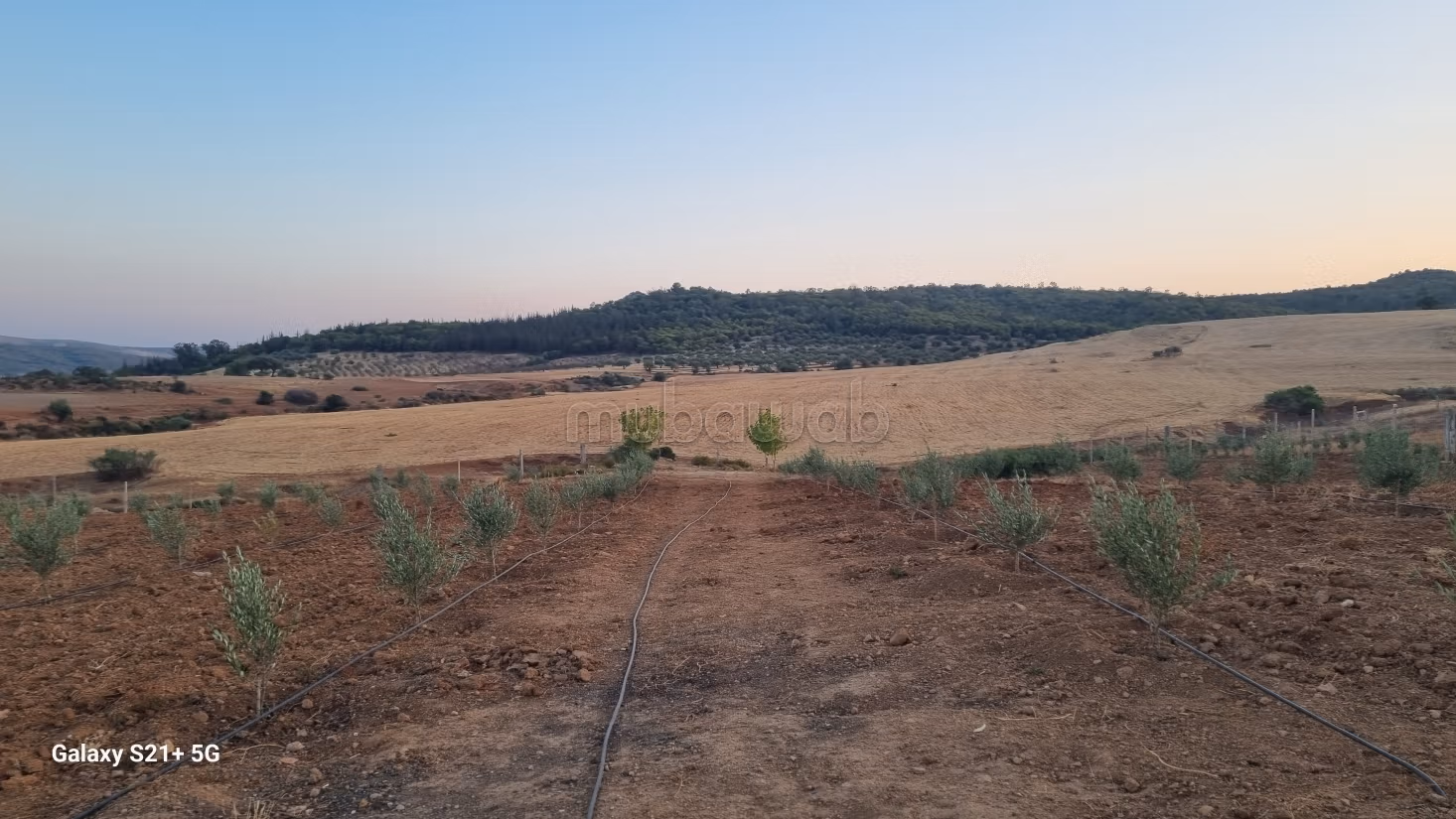 Exceptional Olive Oil & Residential Domain – Sloughia Testour — Absolute Turnkey