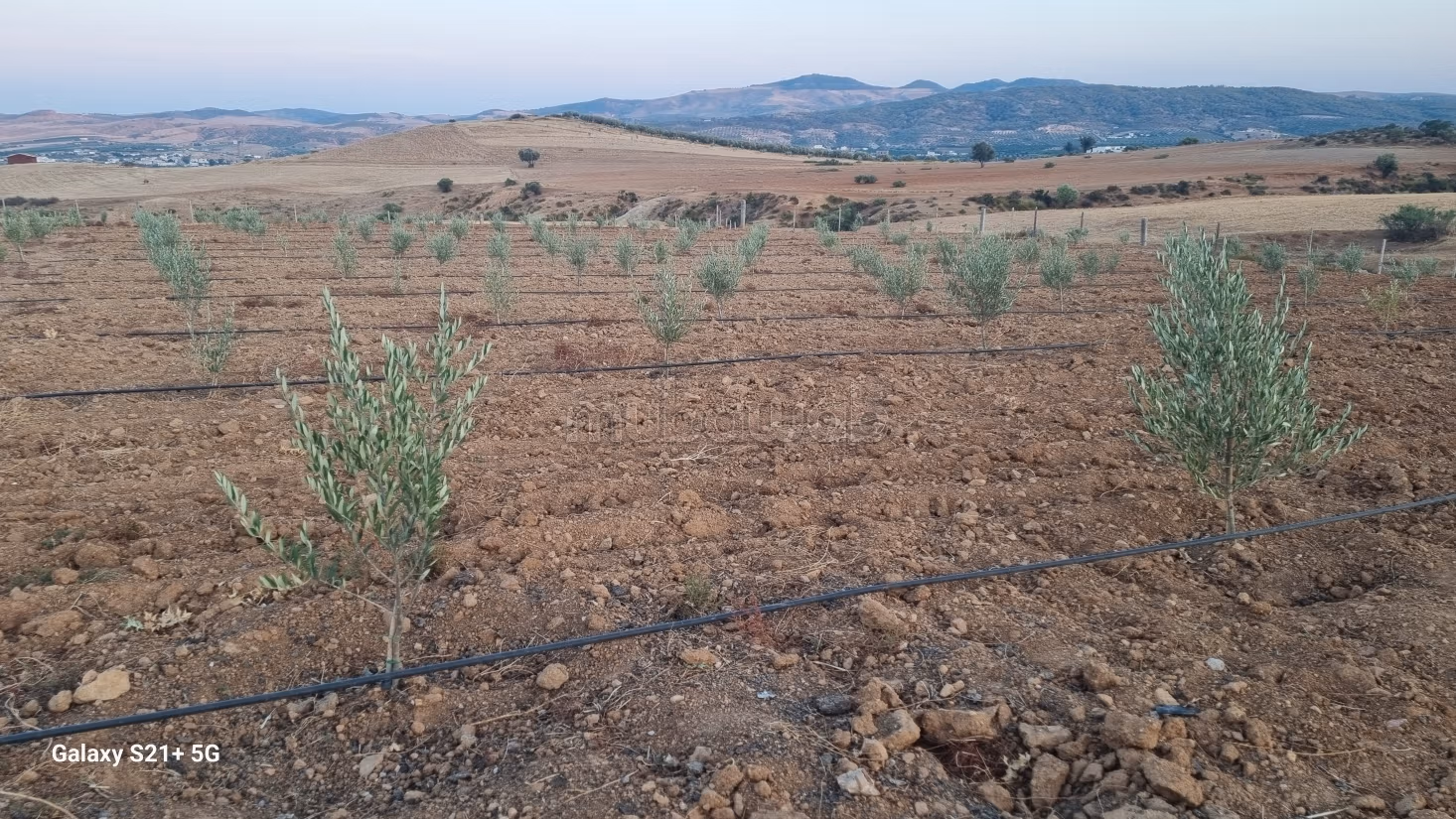 Exceptional Olive Oil & Residential Domain – Sloughia Testour — Absolute Turnkey