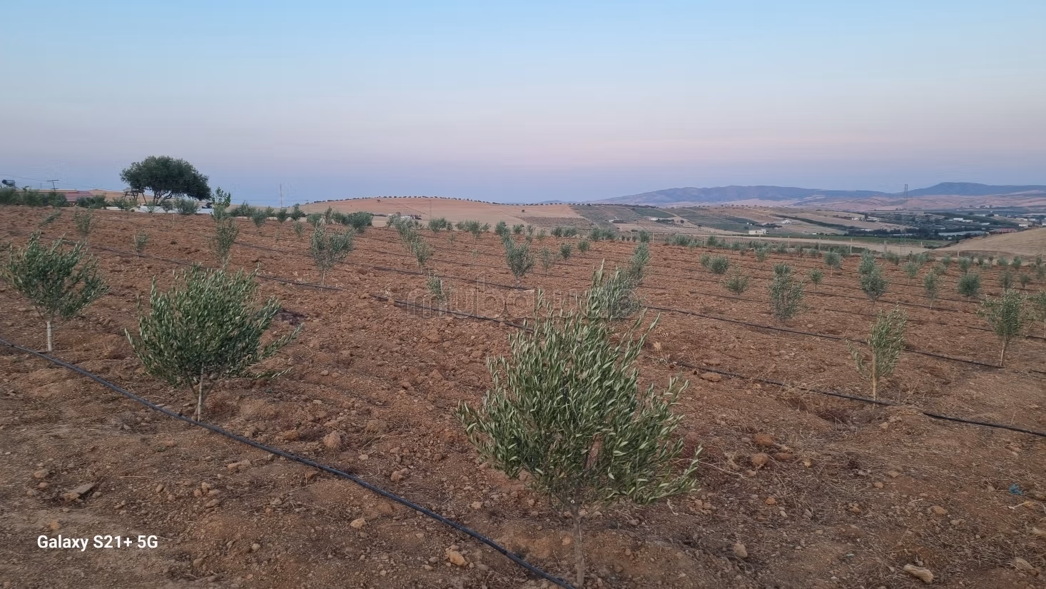 Exceptional Olive Oil & Residential Domain – Sloughia Testour — Absolute Turnkey