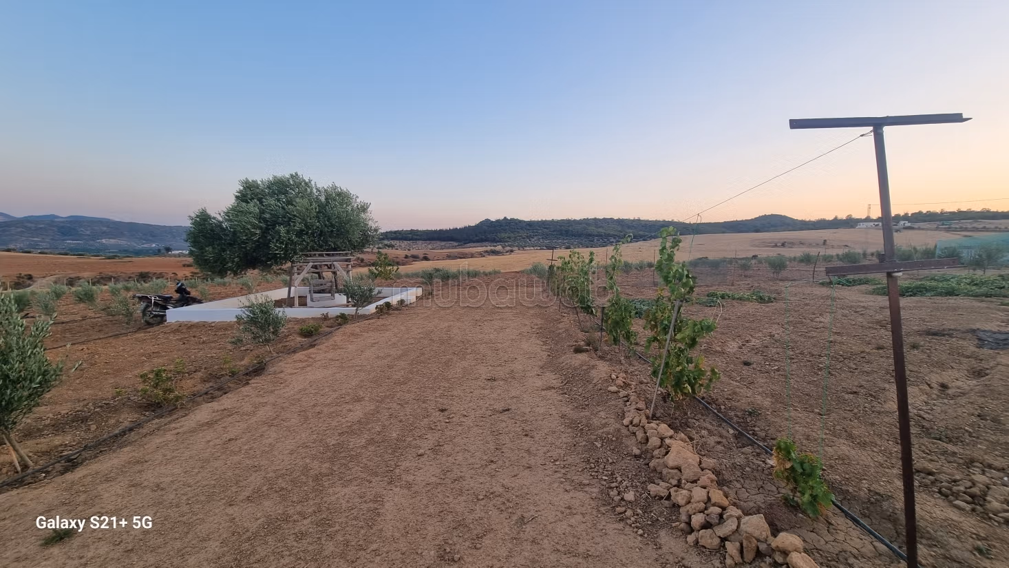 Exceptional Olive Oil & Residential Domain – Sloughia Testour — Absolute Turnkey