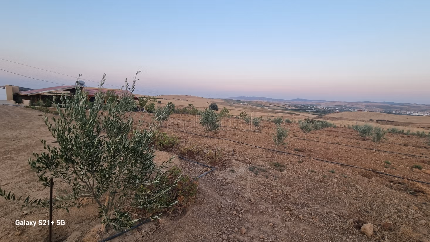 Exceptional Olive Oil & Residential Domain – Sloughia Testour — Absolute Turnkey