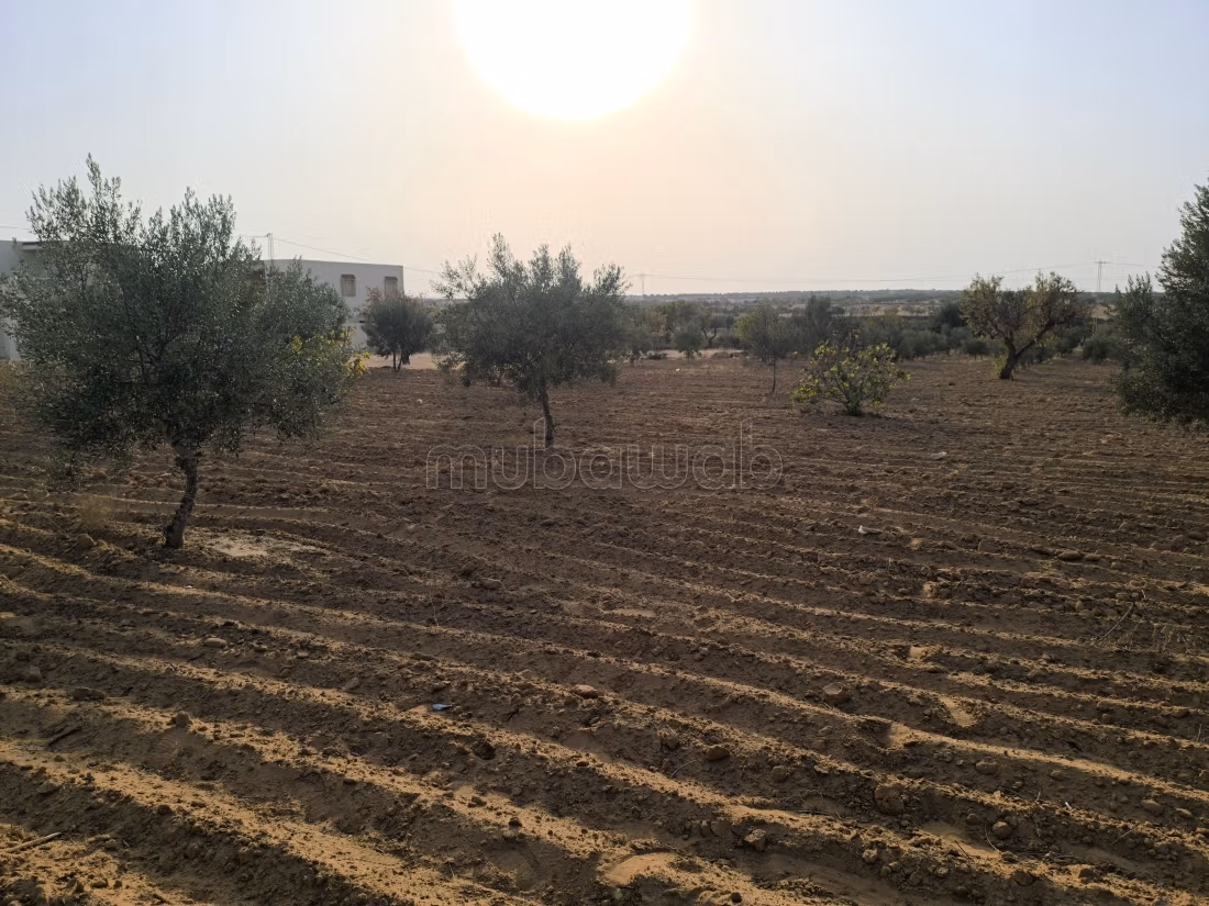 Land 2045m² Divisible Rt El Ain Km17