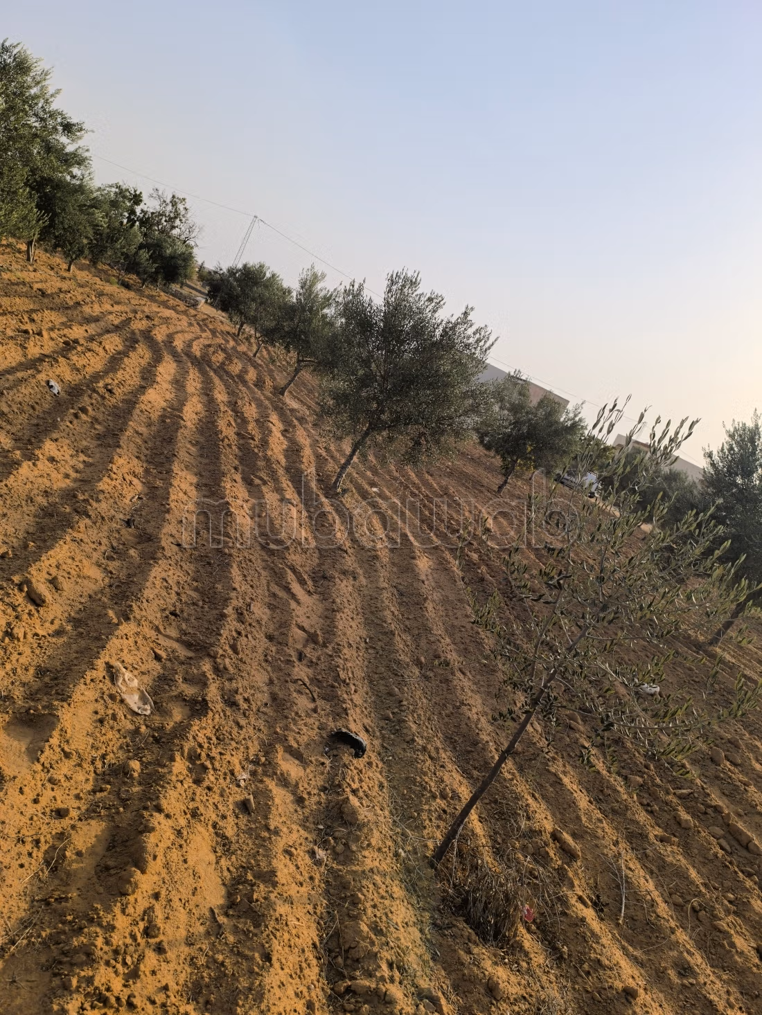 Land 2045m² Divisible Rt El Ain Km17