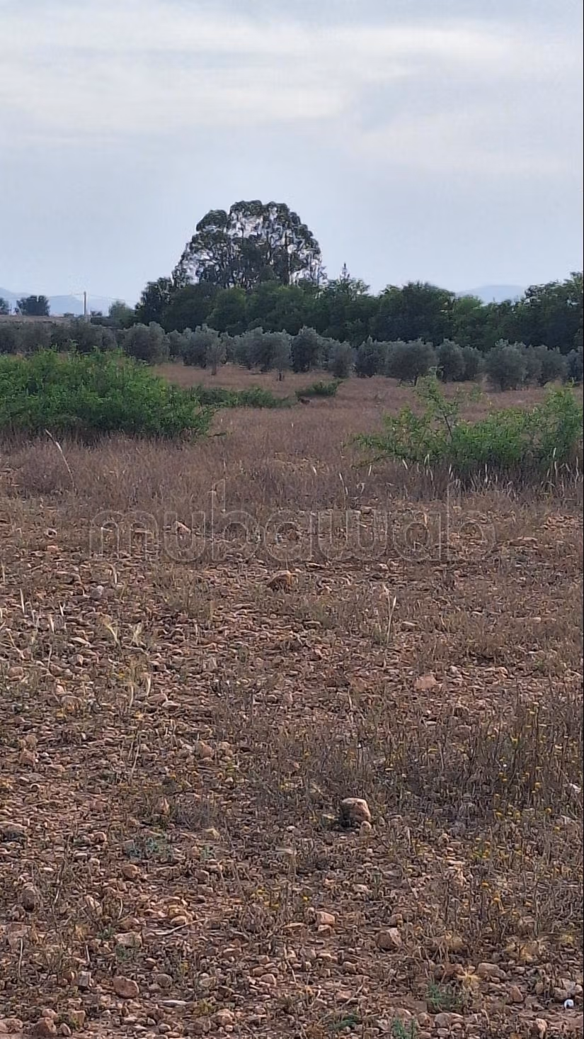 Vind je boerderij Stam van Angad douar Ouled al Malha/Oujda. Totale oppervlakte 57930 m²