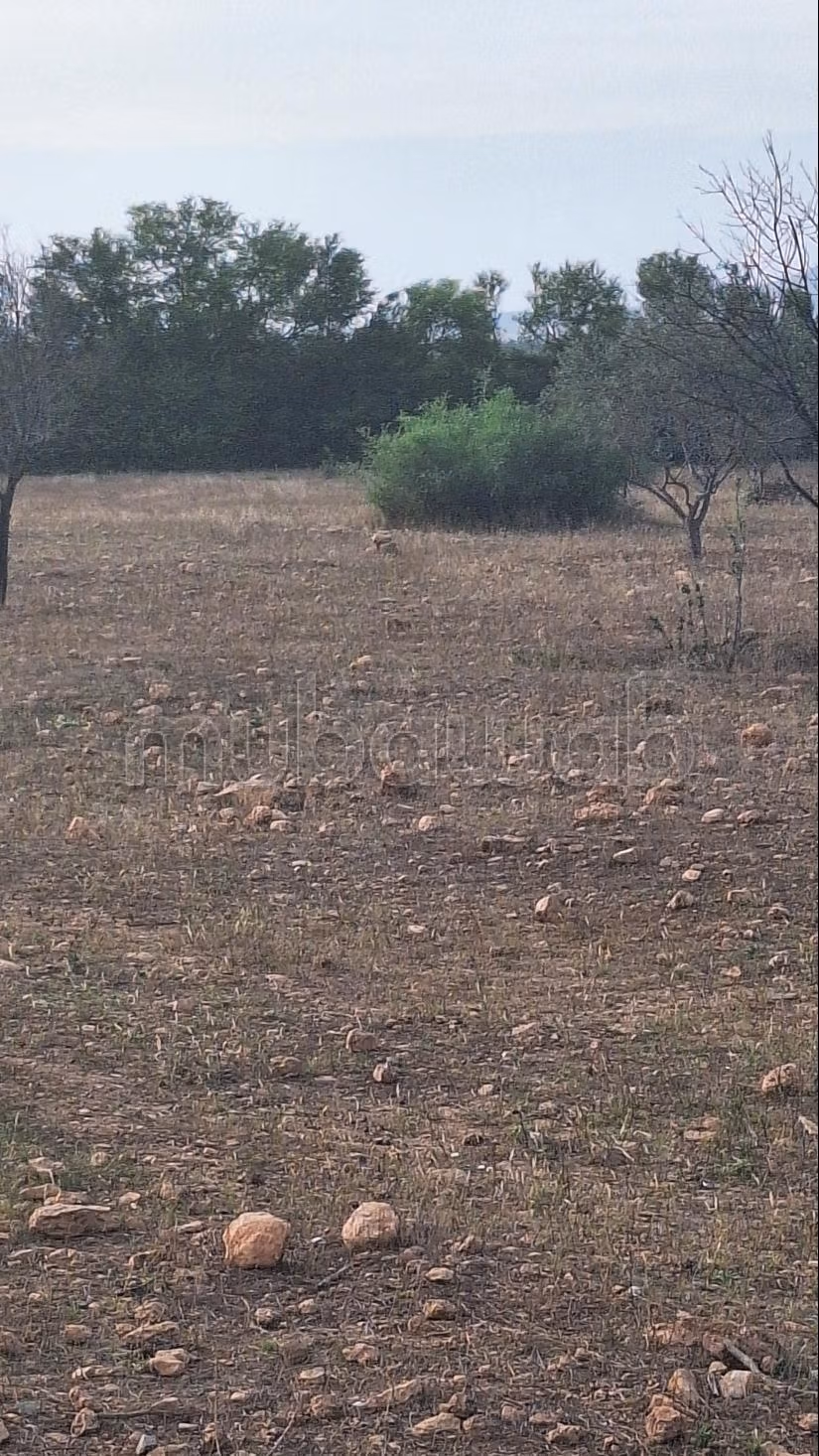 Vind je boerderij Stam van Angad douar Ouled al Malha/Oujda. Totale oppervlakte 57930 m²