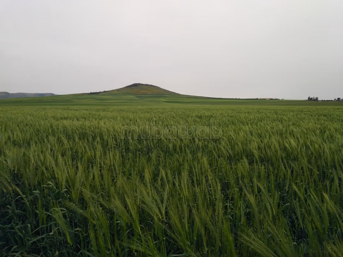 Terrain agricole