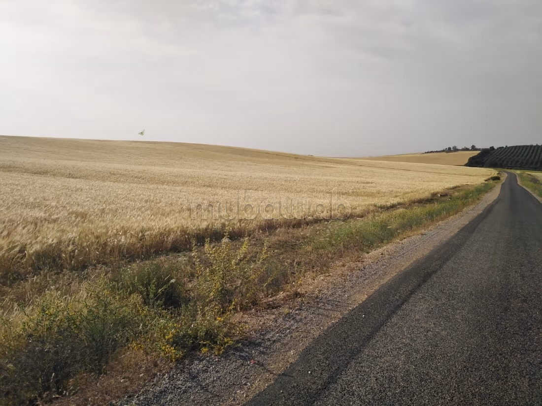 Terrain agricole