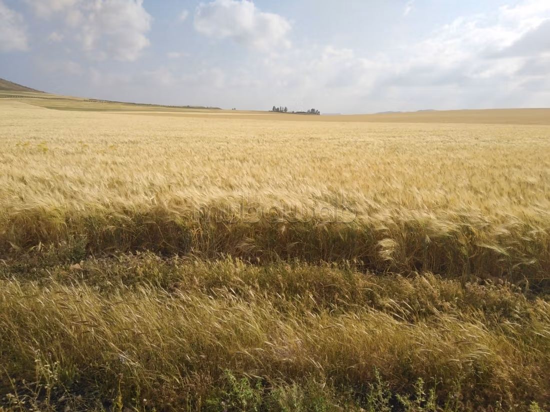 Terrain agricole