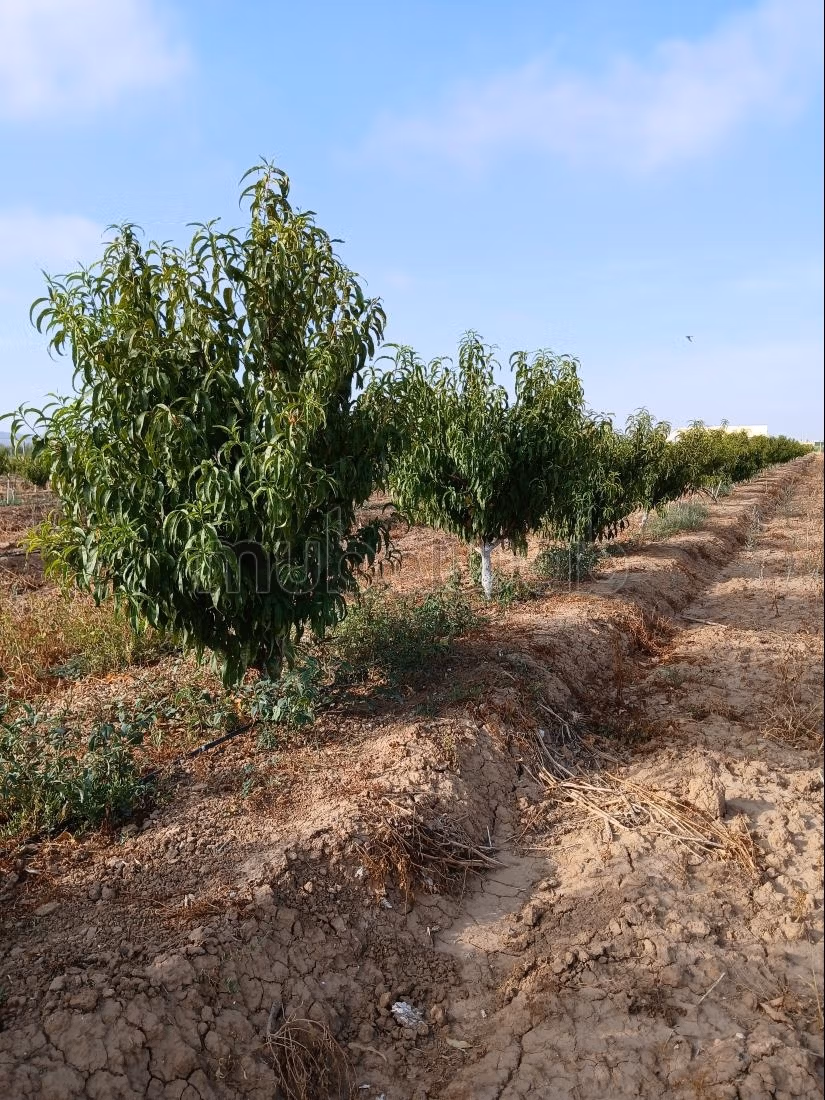 Fattoria di pesche e terreno agricolo