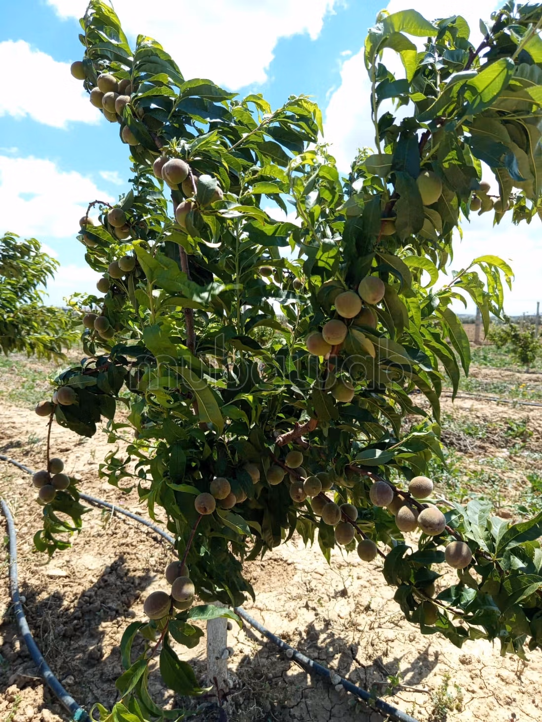 Fattoria di pesche e terreno agricolo