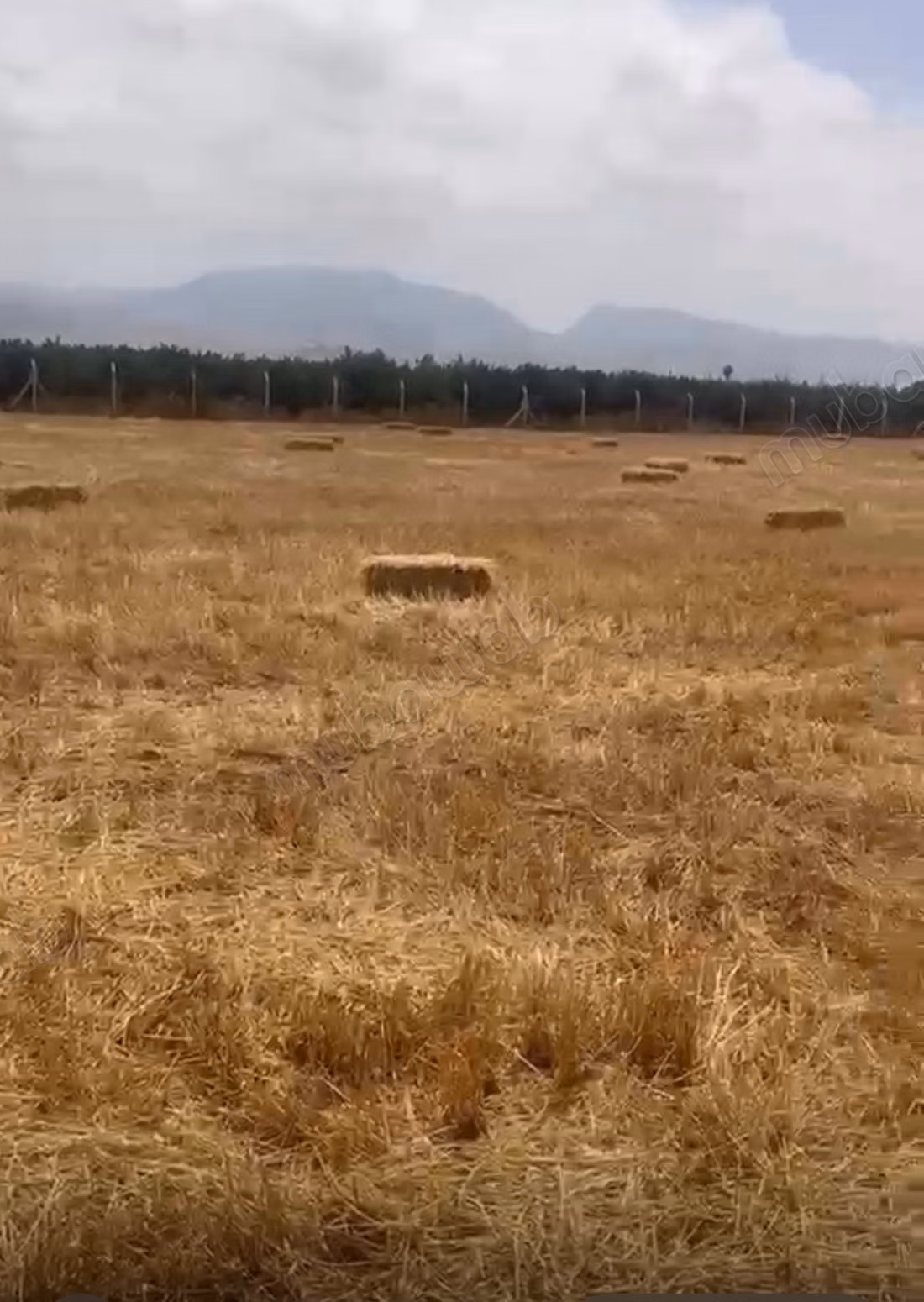Azienda storica, culla della clementina