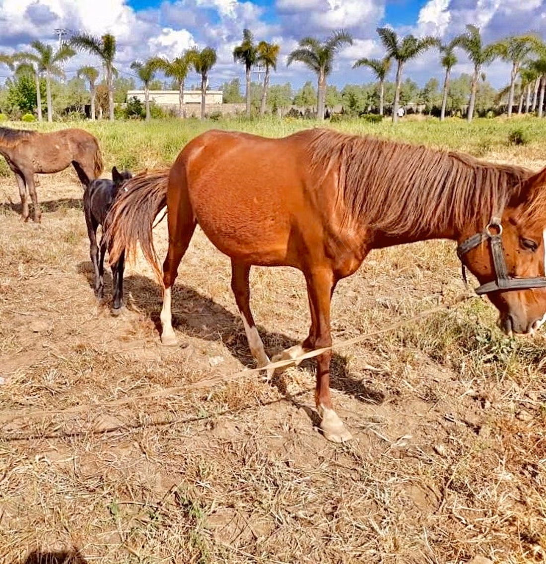 Granja moderna y villa privada en venta en Benslimane