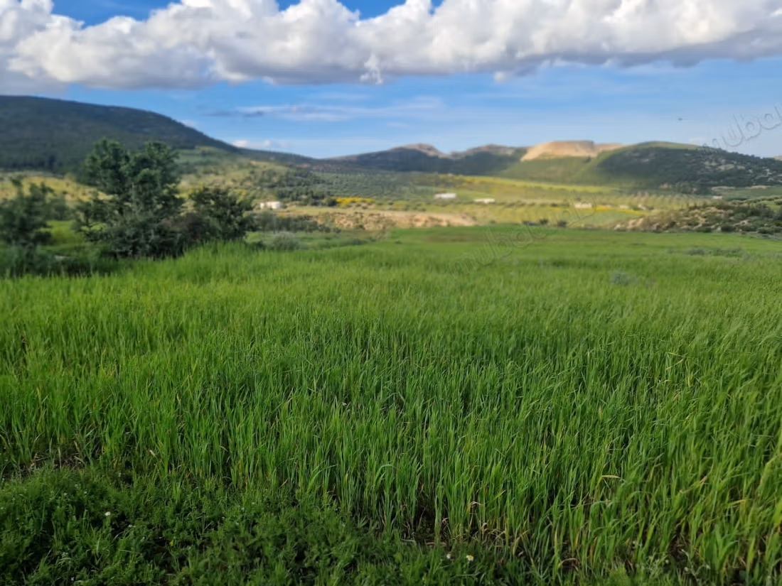 Agricultural land for sale in Grombalia Jebel Trif