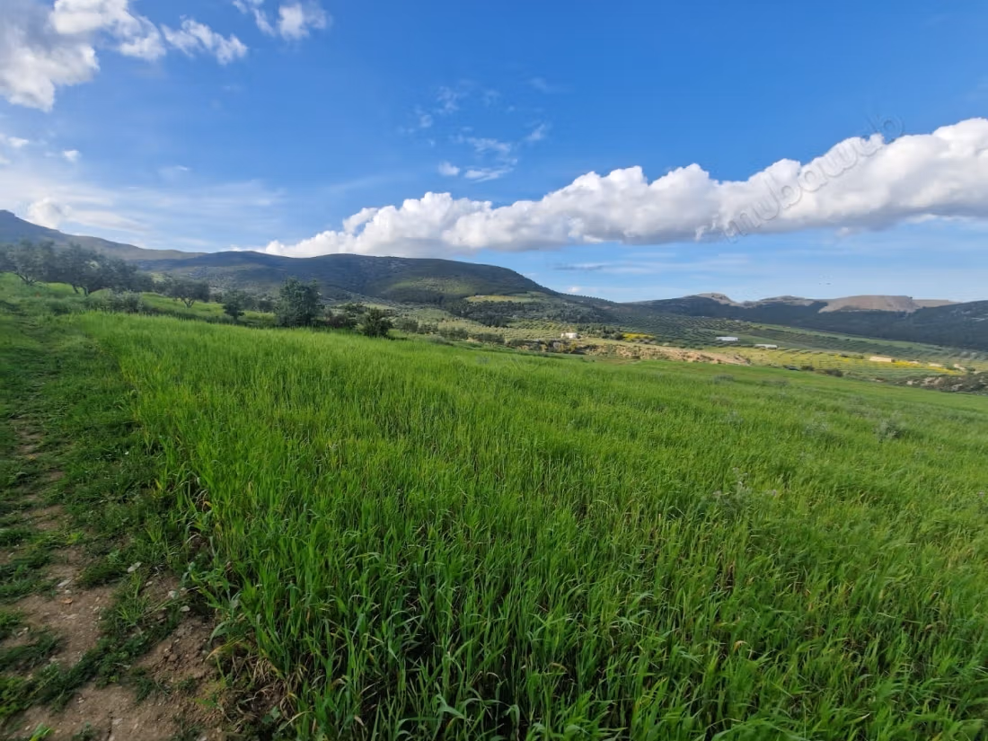 Agricultural land for sale in Grombalia Jebel Trif