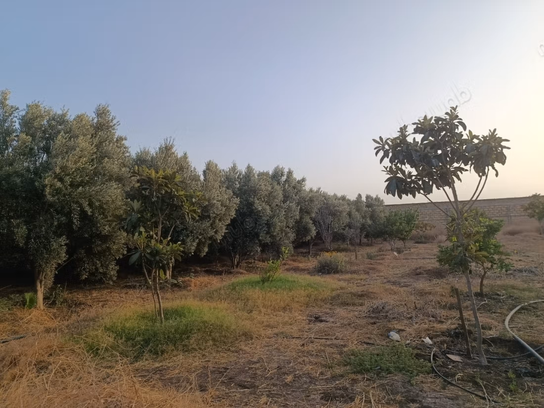 Ferme titrée de plus de 5000 m² Jemaa Shaim SAFI