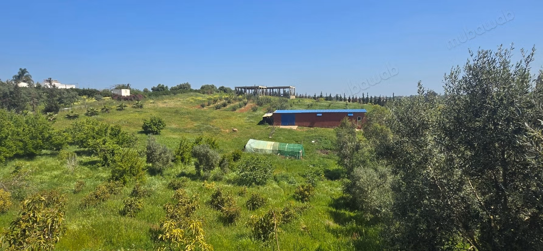 Encuentra tu granja para comprar en Sala el Jadida. Superficie total 220575 m²