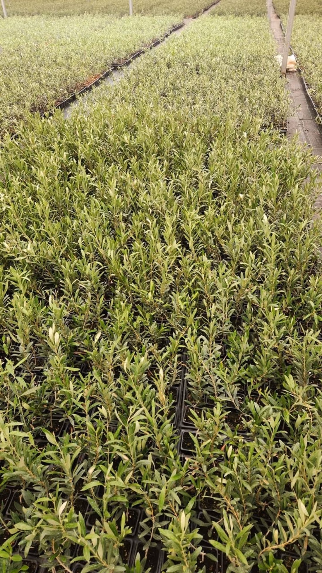 Pleasant farm for sale on Route d'Agadir Essaouira. Area 83000 m². Secured 24/7