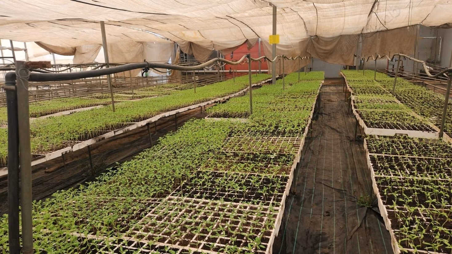 Pleasant farm for sale on Route d'Agadir Essaouira. Area 83000 m². Secured 24/7