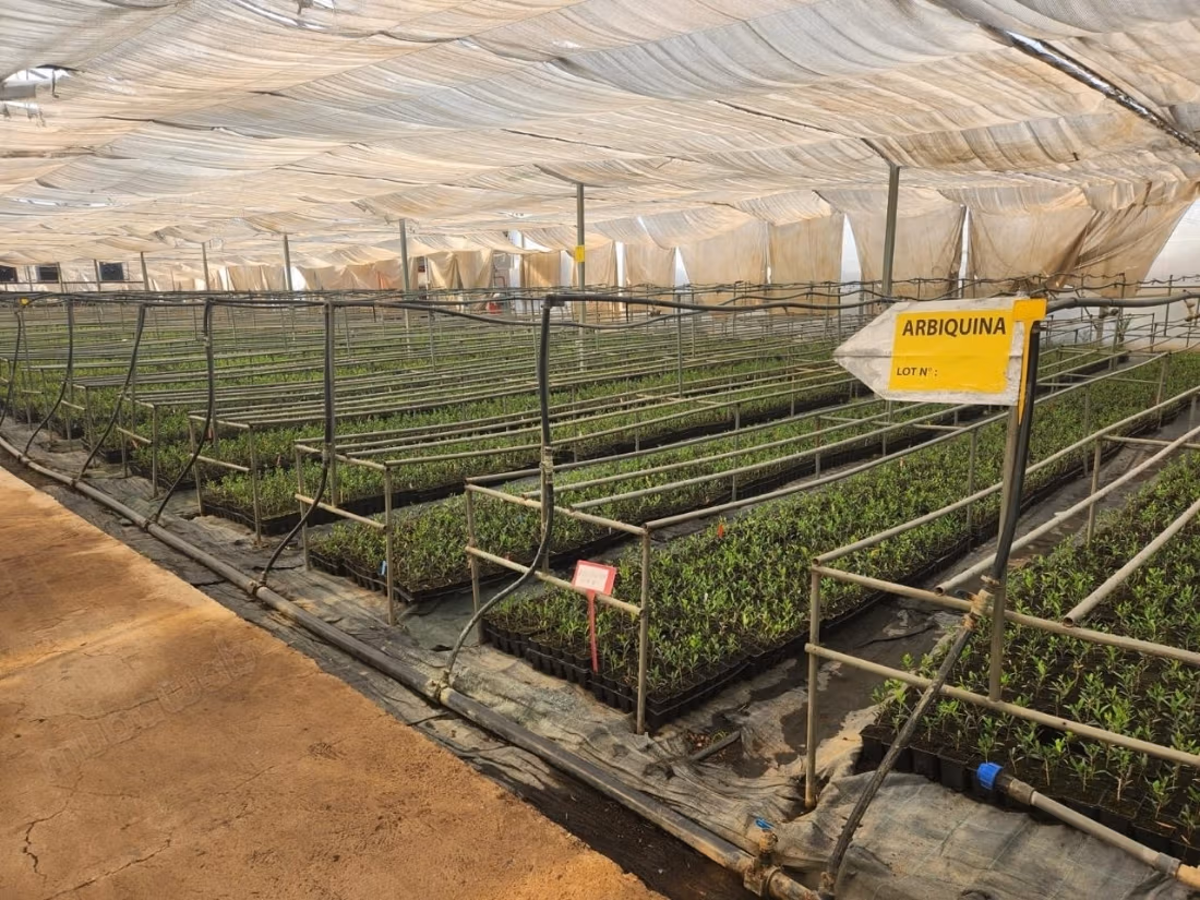 Pleasant farm for sale on Route d'Agadir Essaouira. Area 83000 m². Secured 24/7