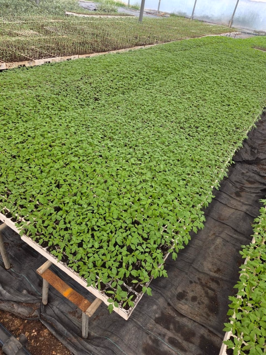 Pleasant farm for sale on Route d'Agadir Essaouira. Area 83000 m². Secured 24/7