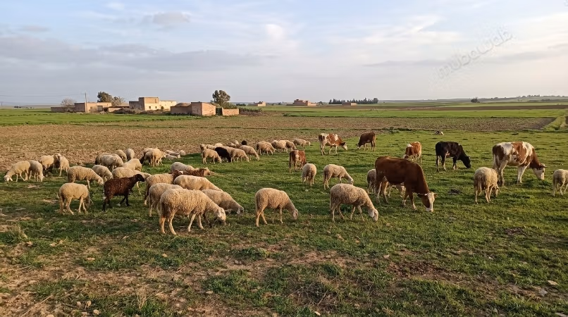 10 ha à vendre aux environs de Berrechid
