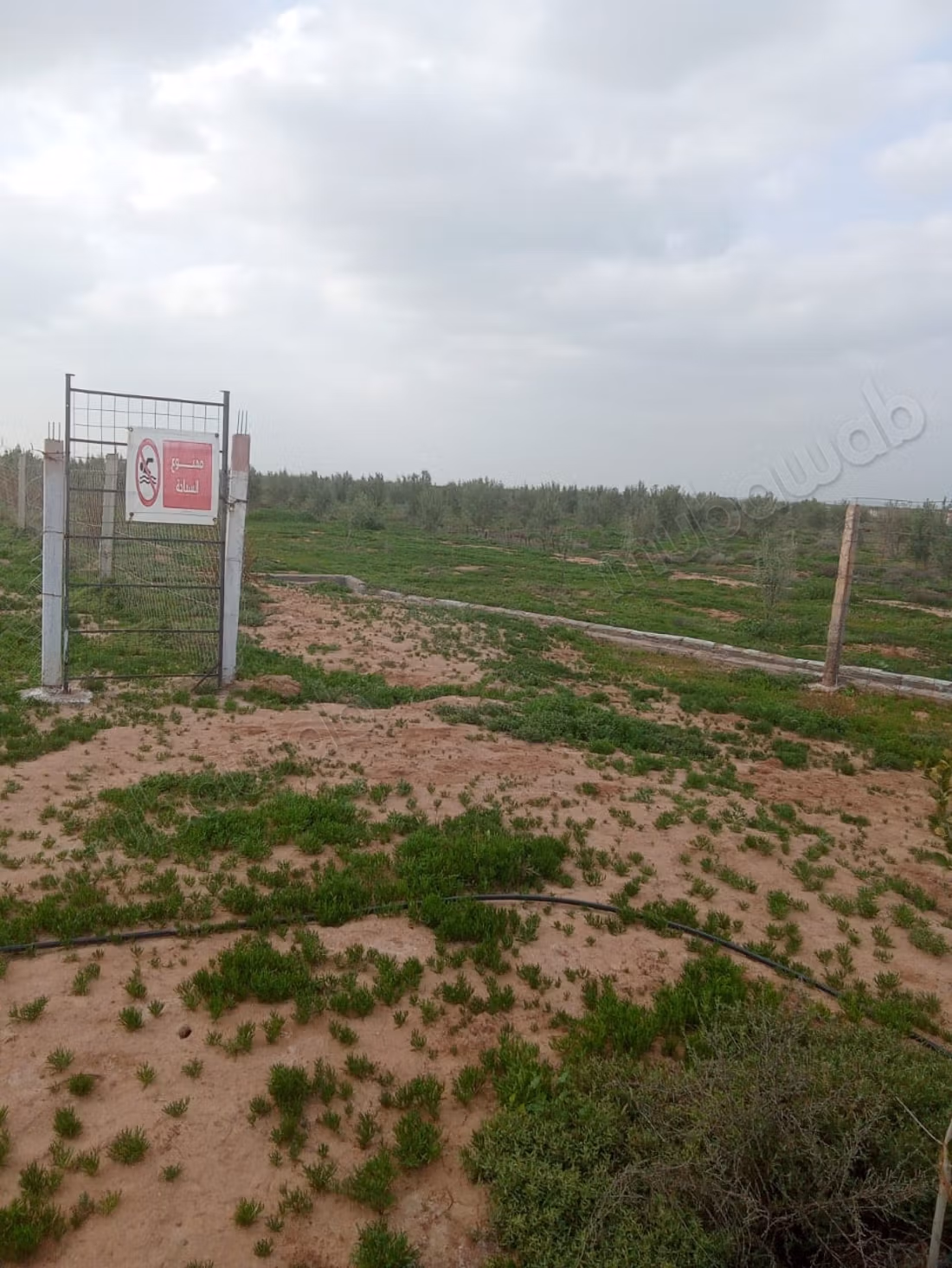 Granja agradable en venta en kalaa alseraghna Superficie total 55000 m²