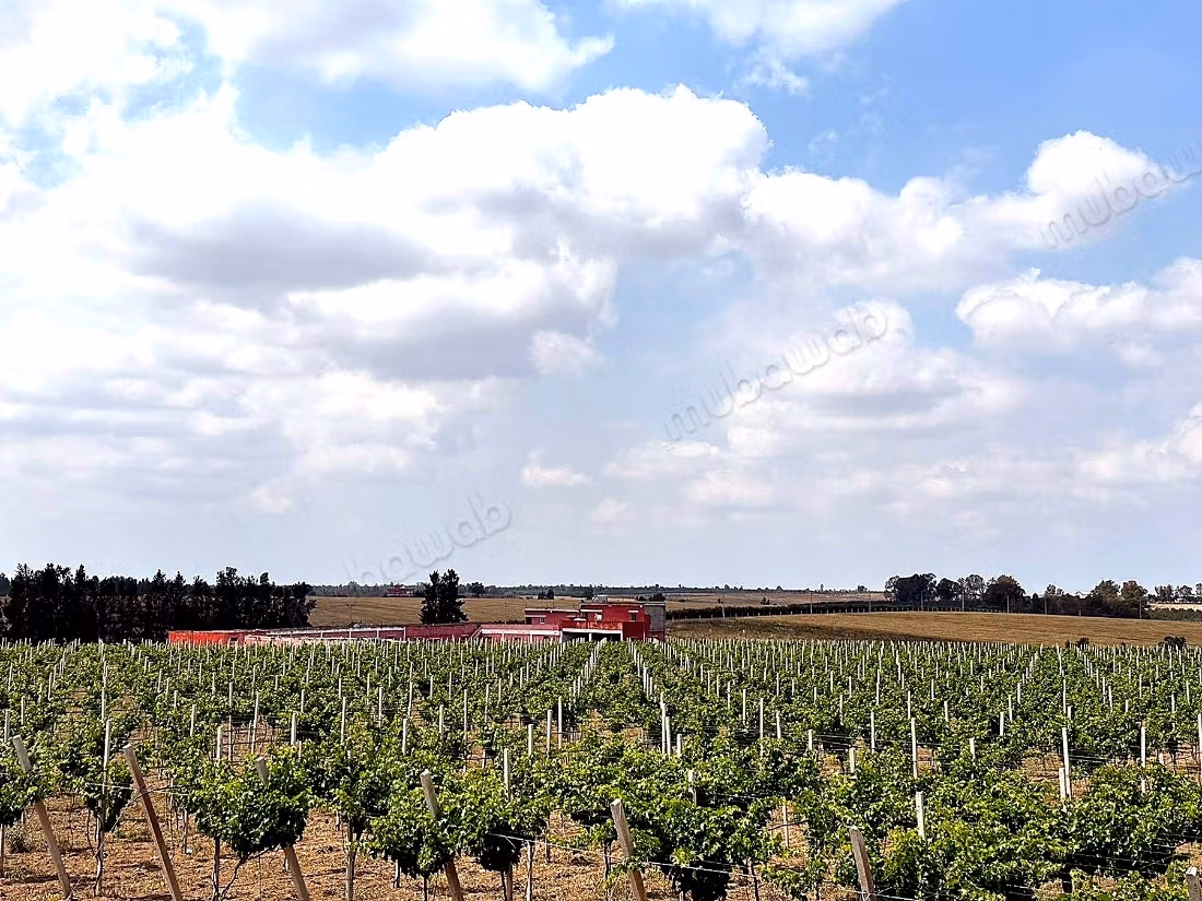 A vendre ferme 14 Hectares 
brachoua
