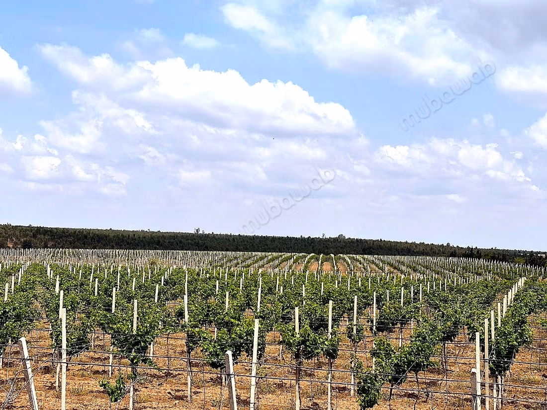 A vendre ferme 14 Hectares 
brachoua