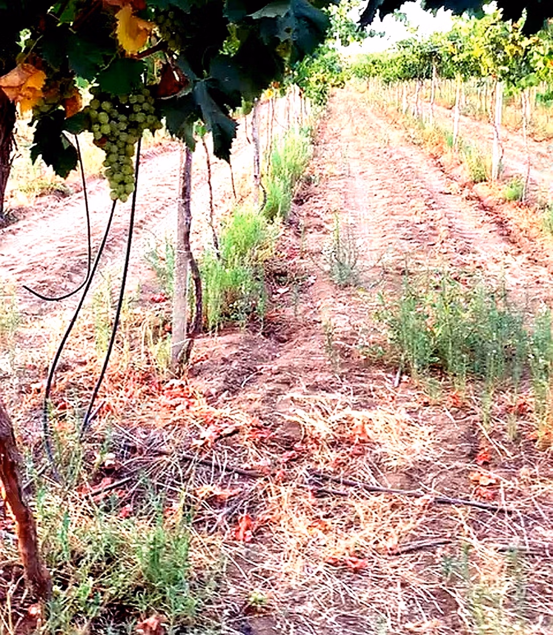 A vendre ferme 14 Hectares 
brachoua