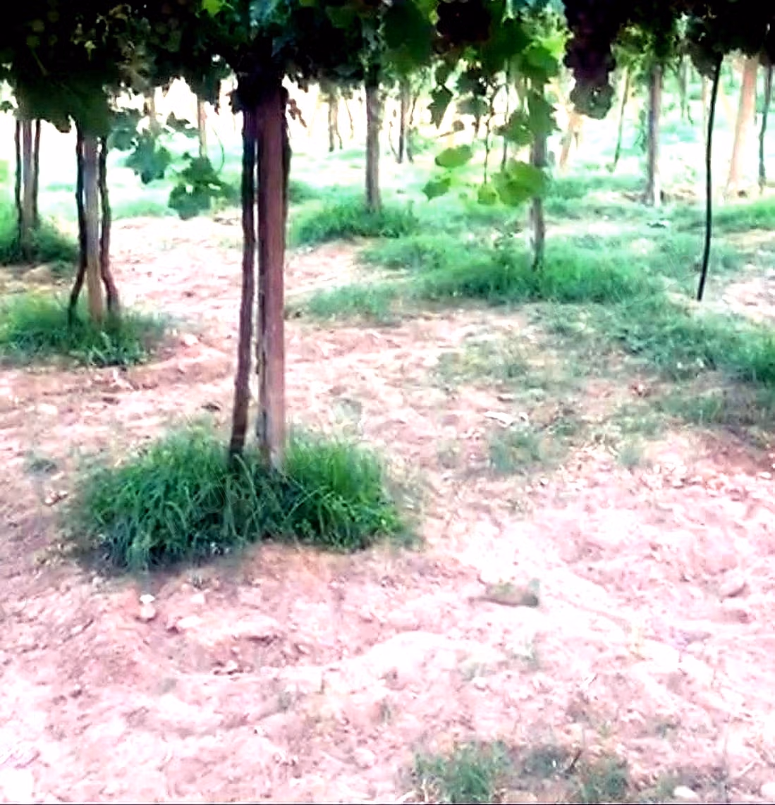 A vendre ferme 14 Hectares 
brachoua