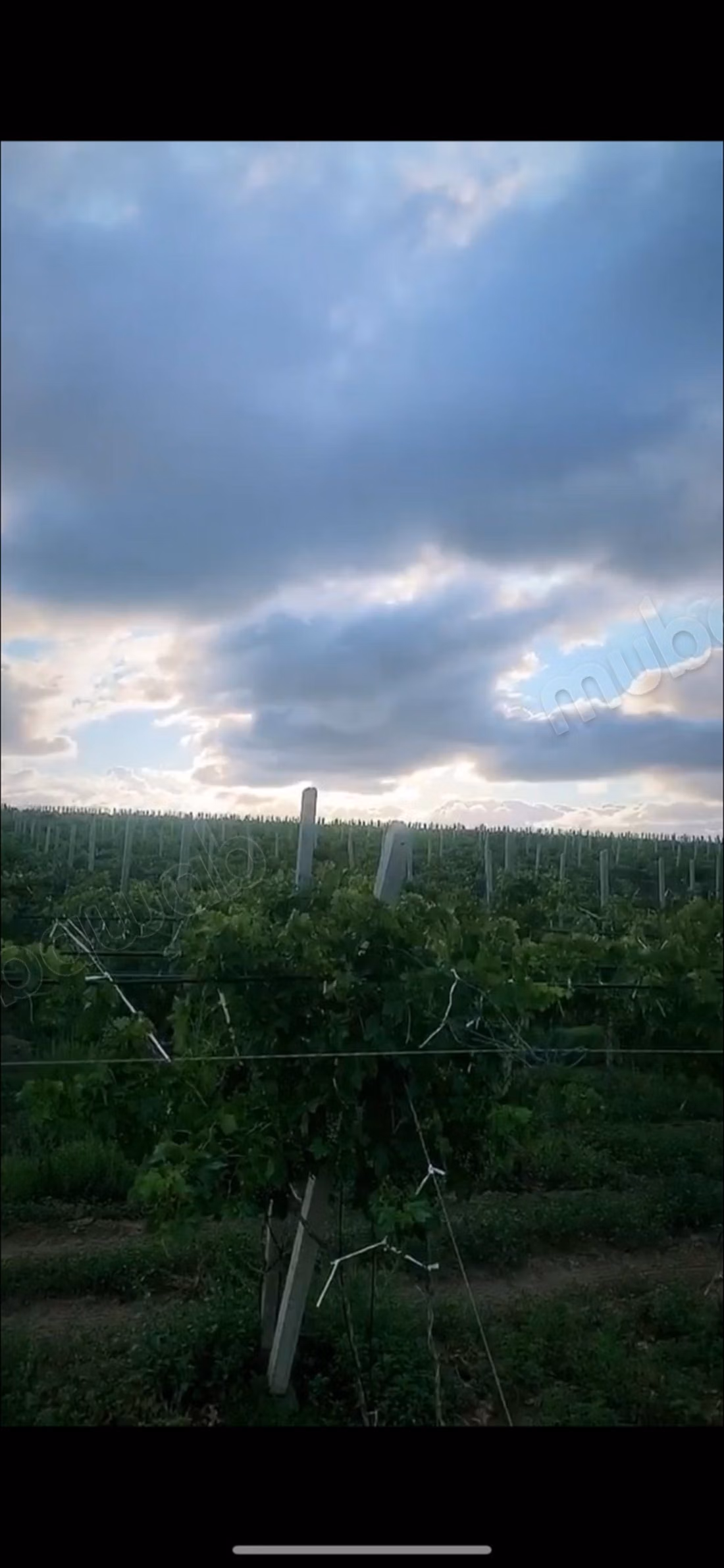 En venta granja de 14 hectáreas brachoua