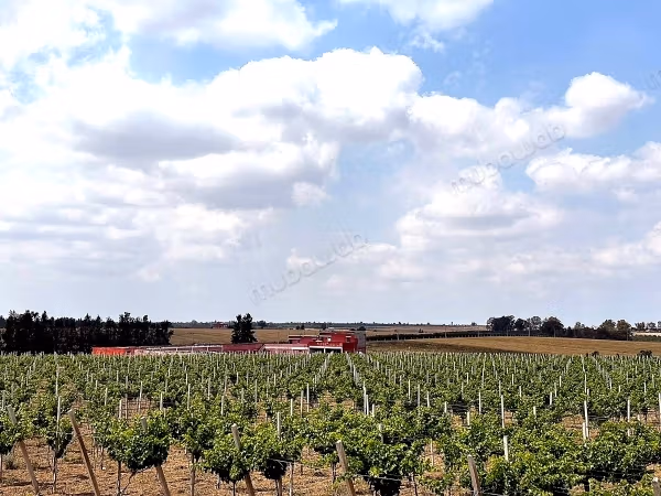 Te koop boerderij van 14 hectare Brachoua