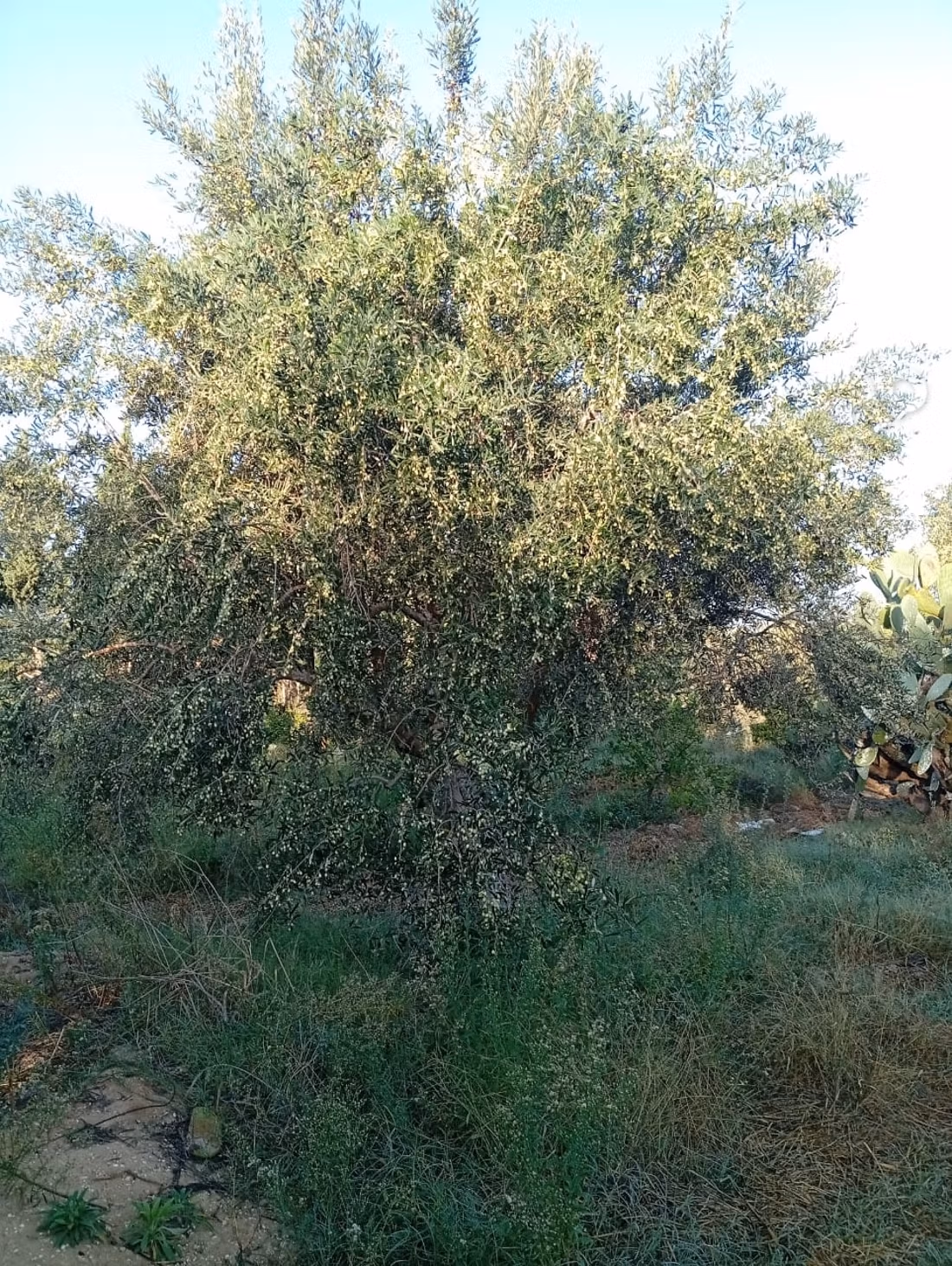 4500 m2 à 2km de l'autoroute hammamet Nord