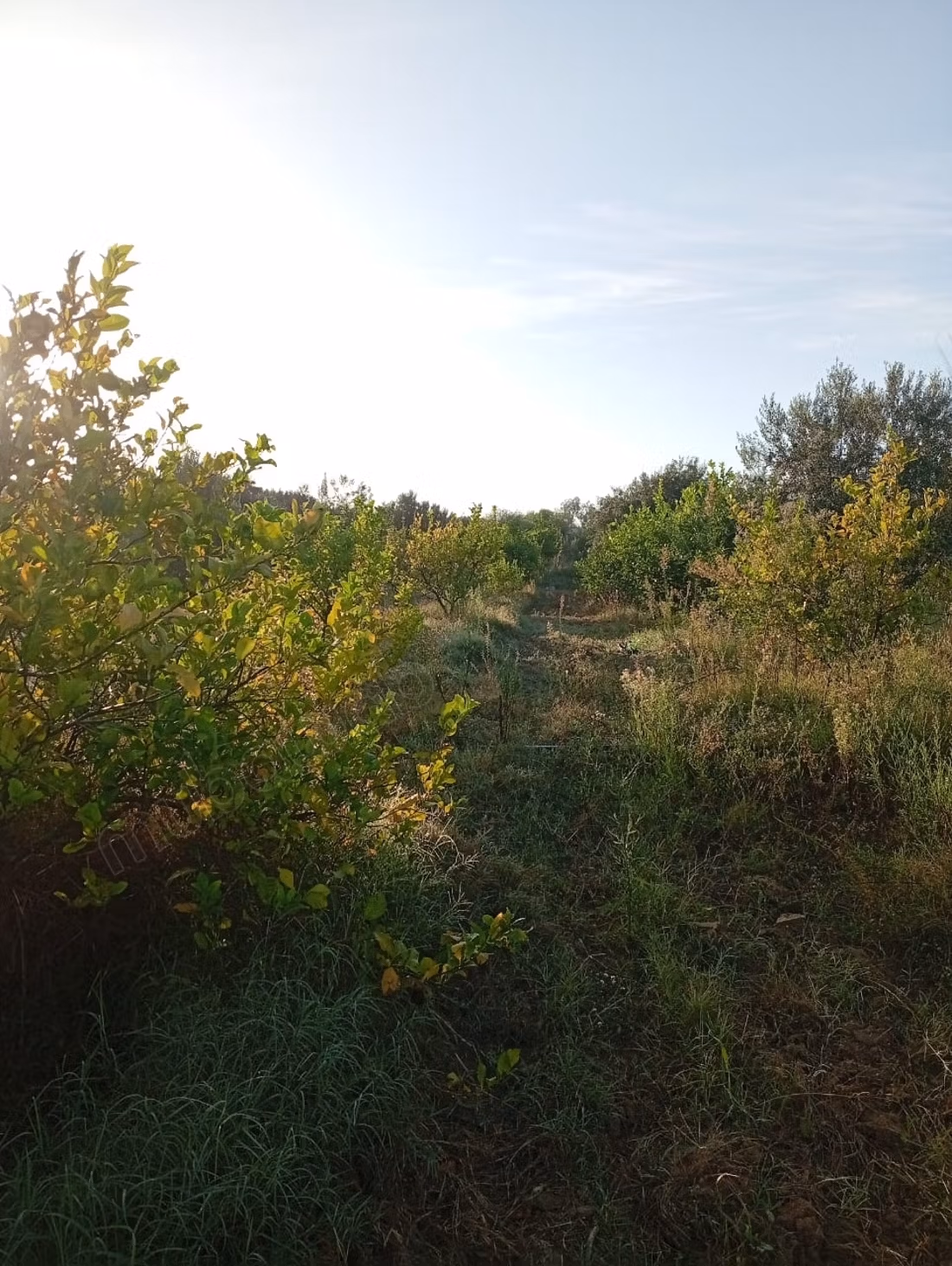 4500 m2 à 2km de l'autoroute hammamet Nord