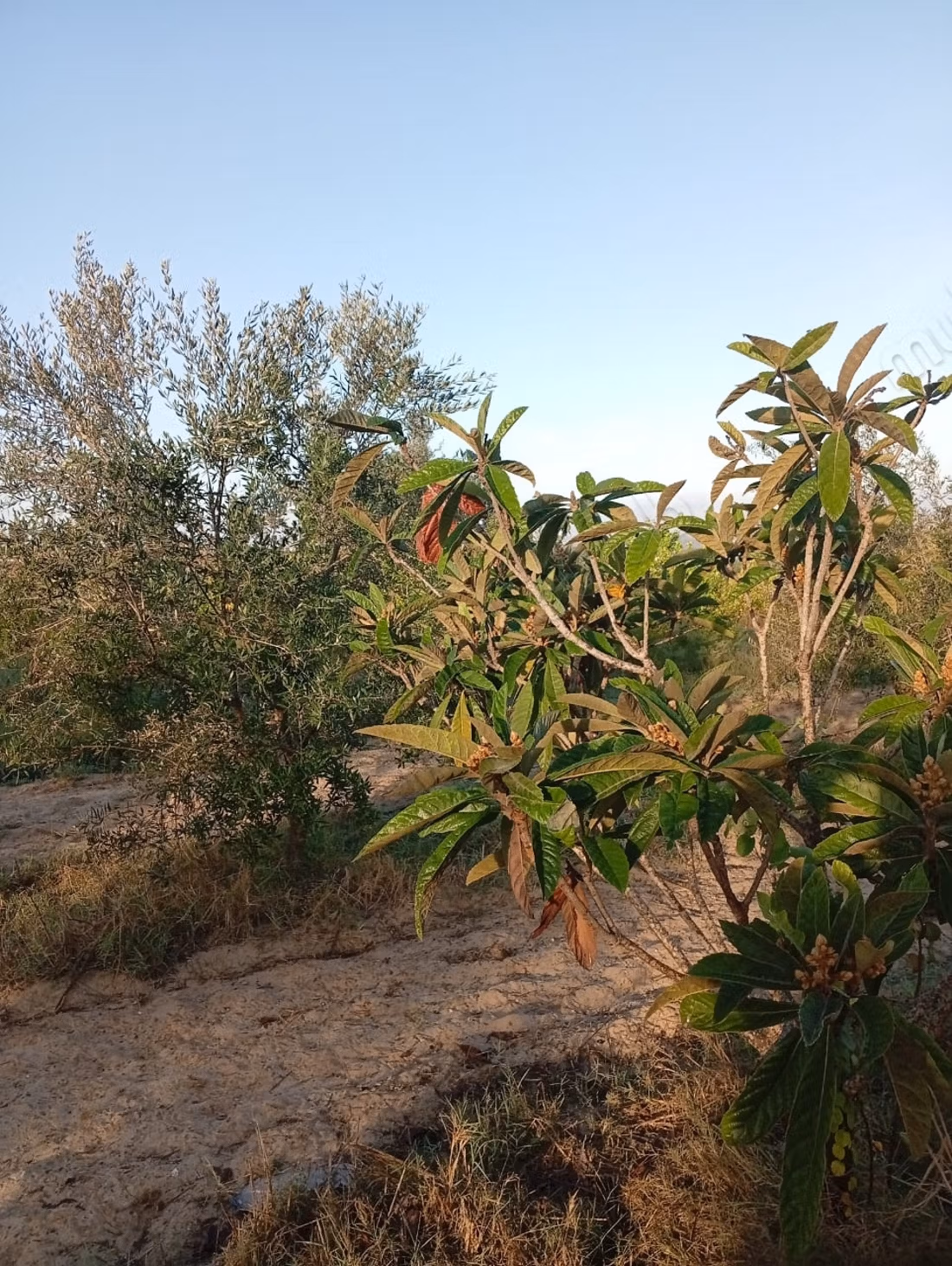 4500 m2 à 2km de l'autoroute hammamet Nord