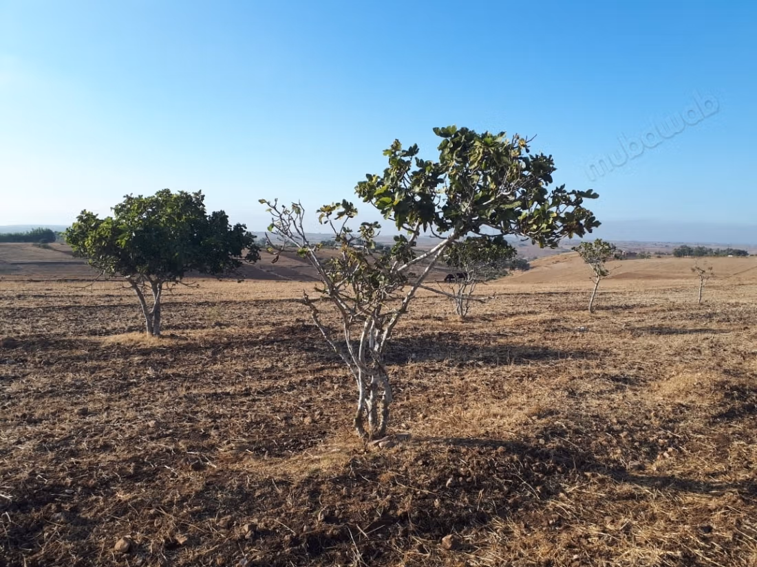 Granja en venta en Azemmour. Superficie de 12859 m²