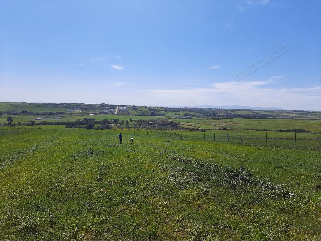 Tamzrat Klibia