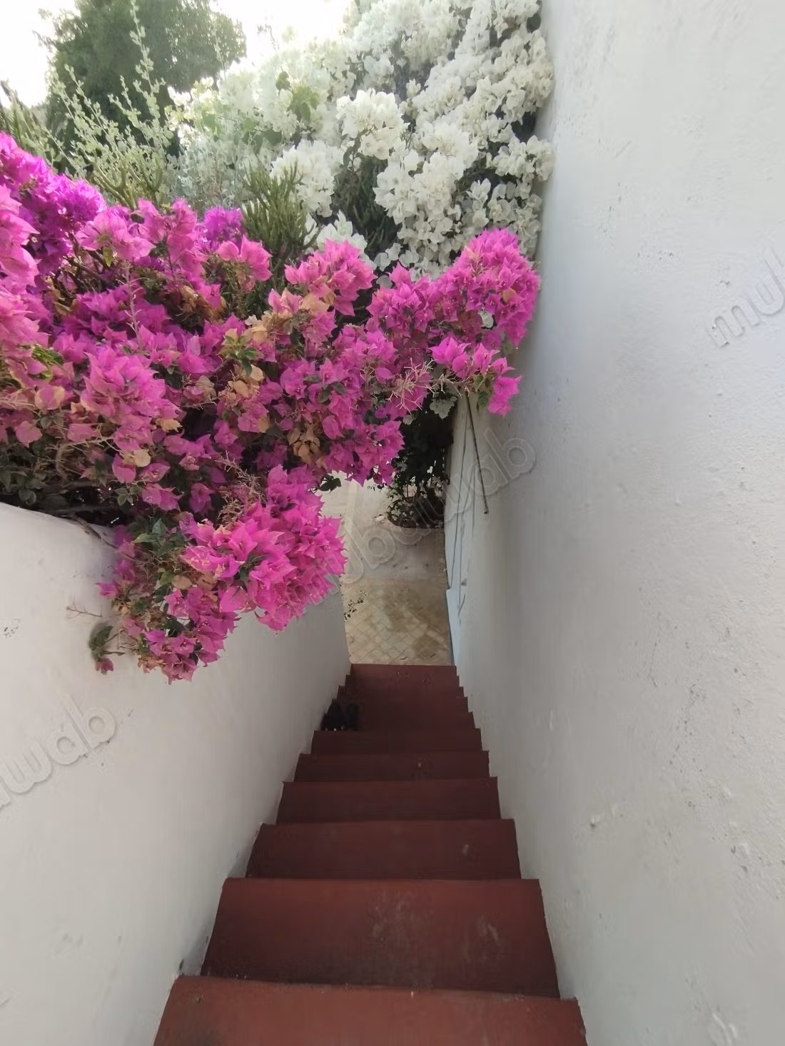 Luxury house for rent in Ghazoua. 4 rooms. Furnished