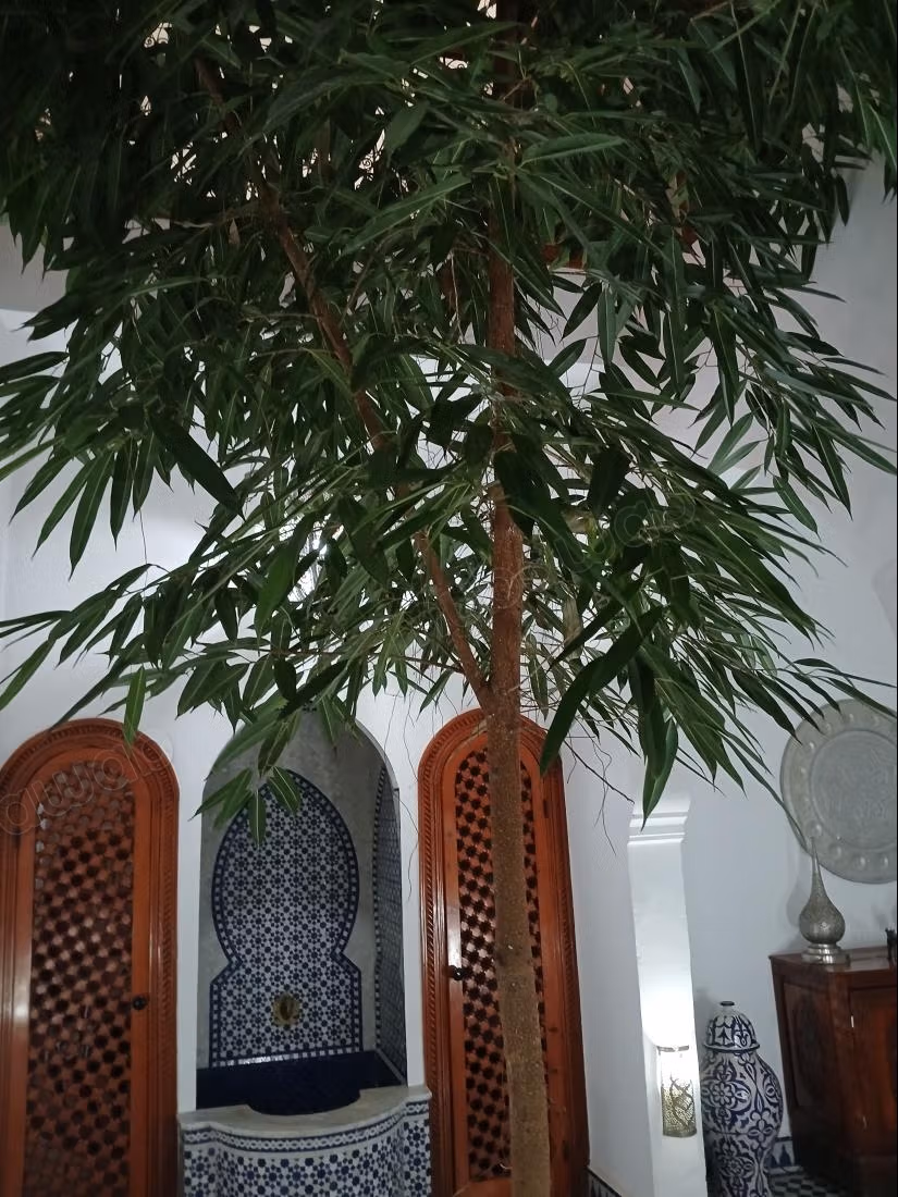 Riad Cité portugaise